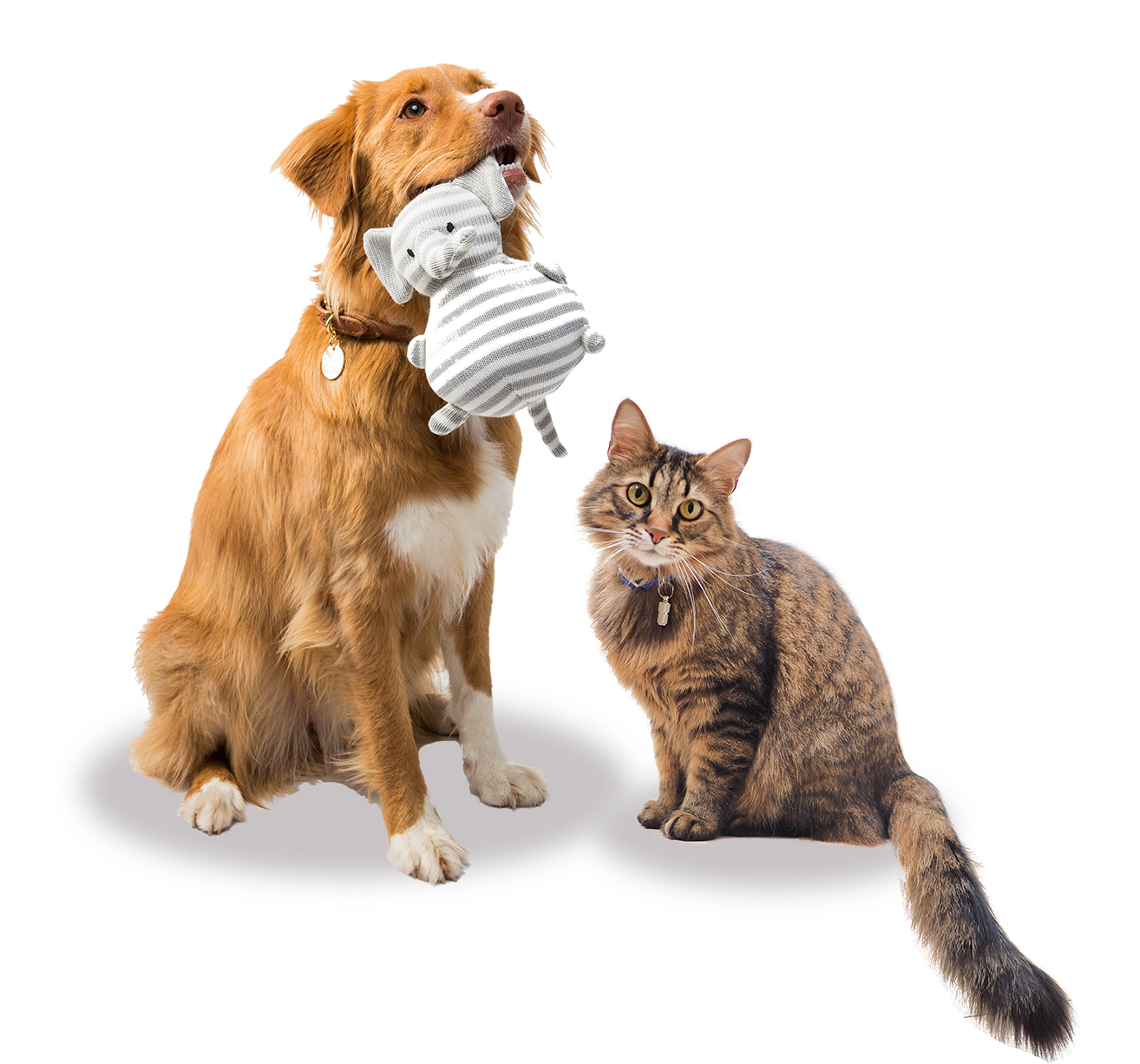 Dog Cat