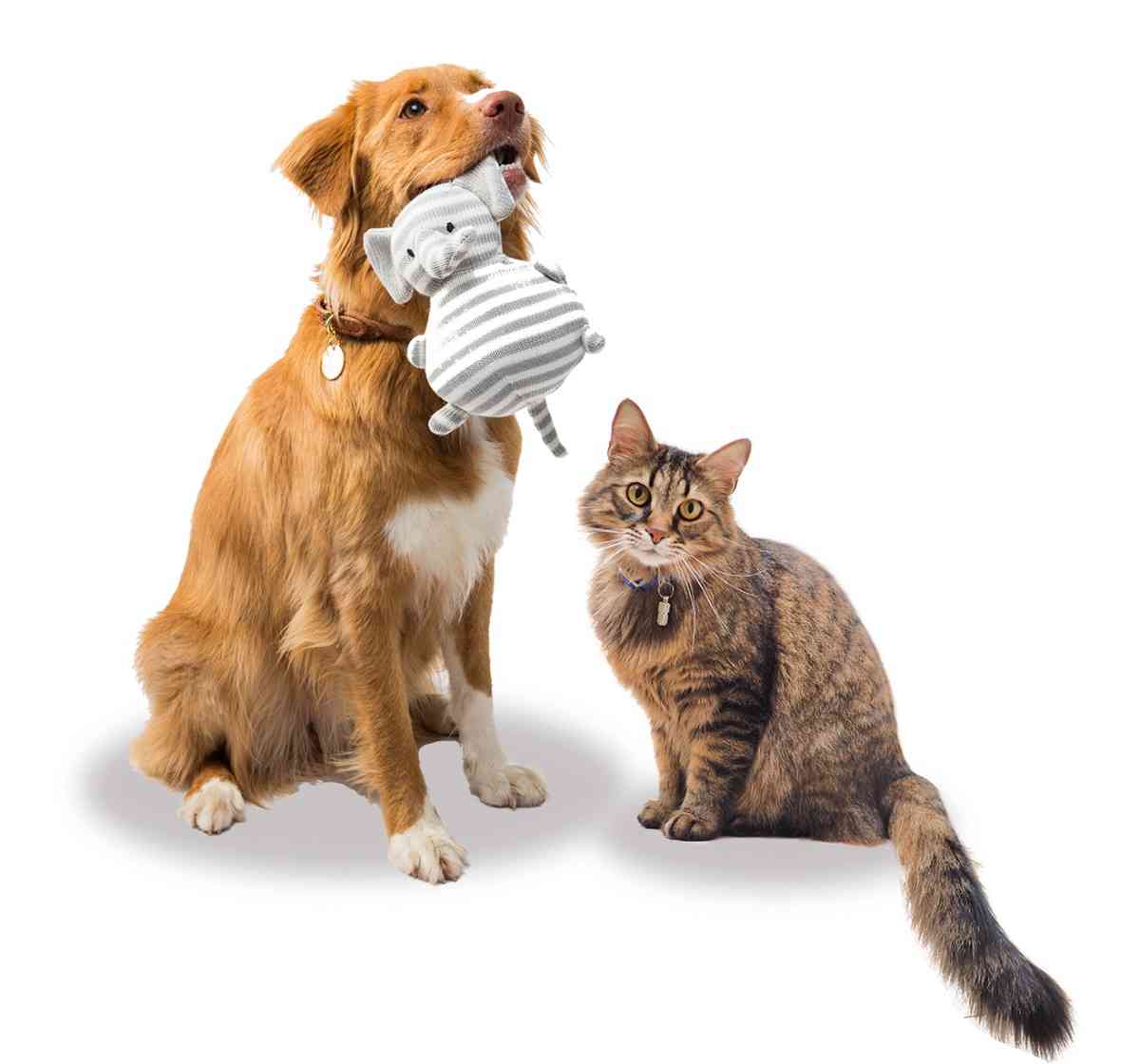 Pet Owners Mailing List 6 Dog Cat 50kb