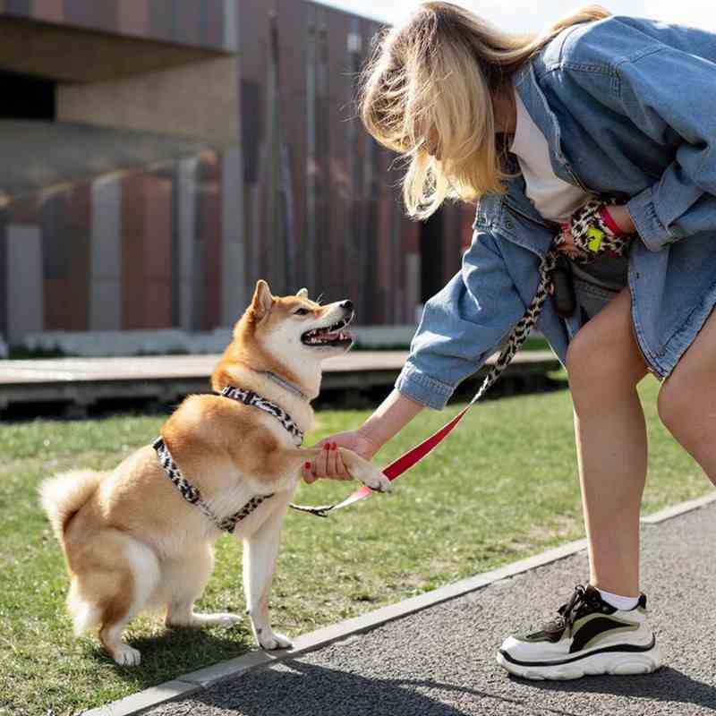 Pet Owners Mailing List 11 Dog Training 50kb