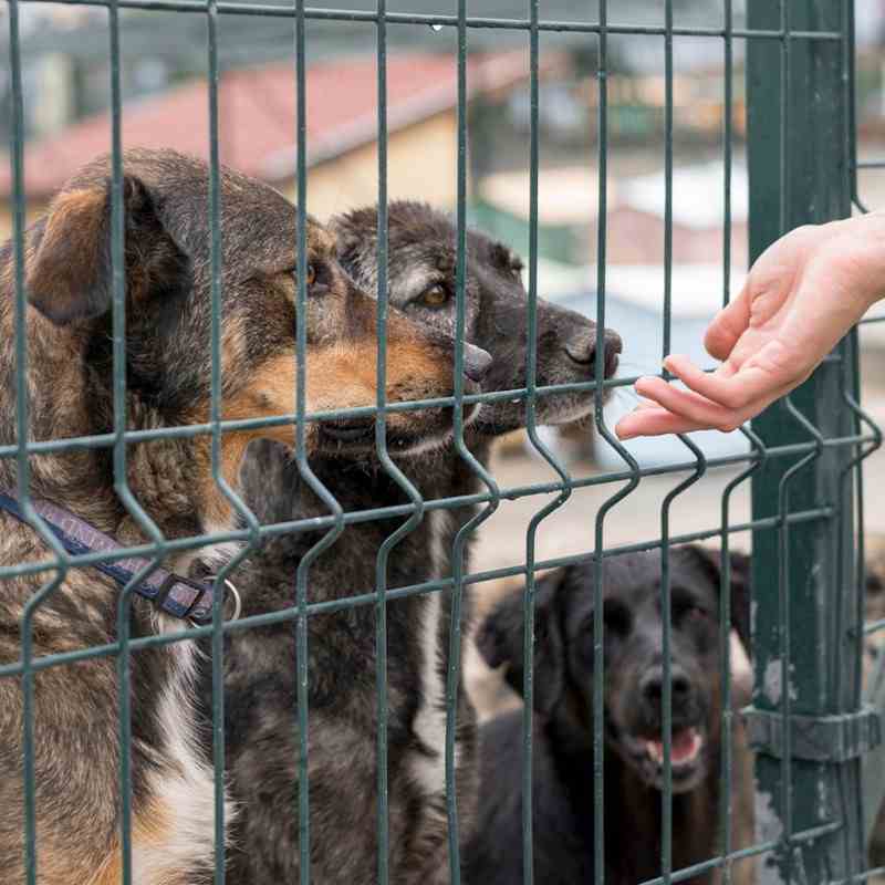Pet Owners Mailing List 10 Pet Boarding 50kb