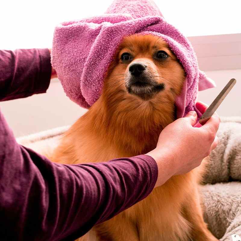 Pet Owners Mailing List 9 Pet Grooming 50kb