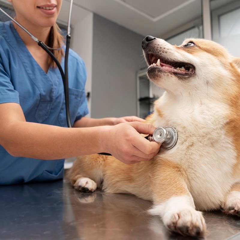 Pet Owners Mailing List 7 Veterinarians 50kb